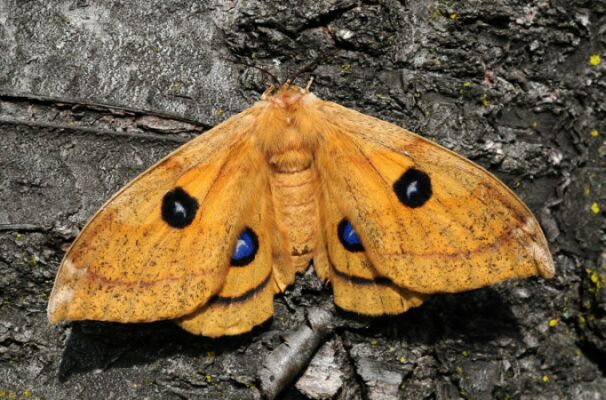 Saturniidae di Pogno